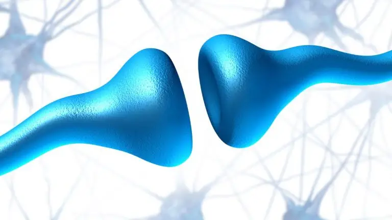 opioid receptors